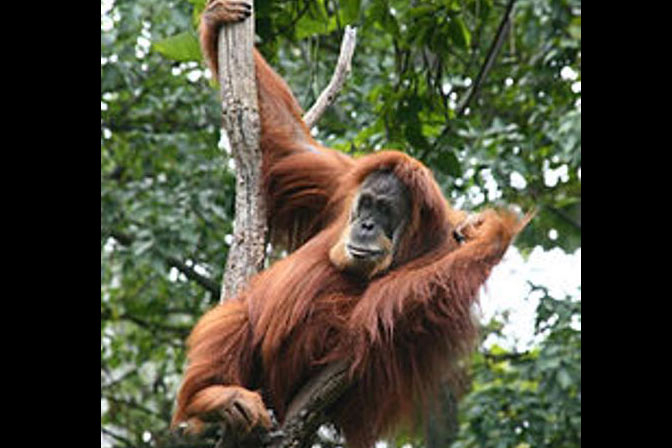 Seekor Orangutan Sumatera Mati Dipukuli Warga