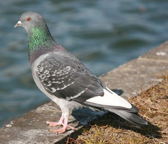 Tiga Burung Dara Diselamatkan Petugas Pemadam Kebakaran