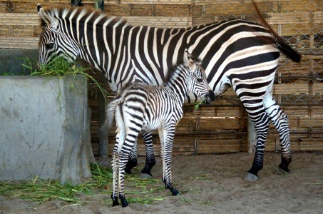 Pengelolaan Taman Safari Sulit Diterapkan di Kebun Bintang Surabaya