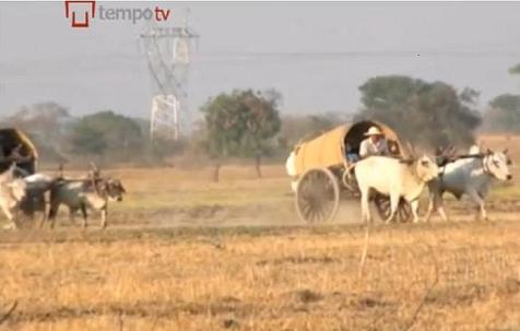 Karapan Kerbau / Melestarikan Budaya Karapan Kerbau di Burma