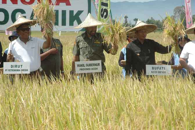 Realisasi Produksi Padi Aceh  1,7 Juta Ton
