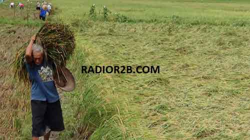 Cuaca Ekstrem, Petani Rembang Panen Dini