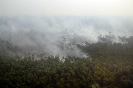 Delapan Perusahaan Asing Diduga Terlibat Pembakaran Hutan