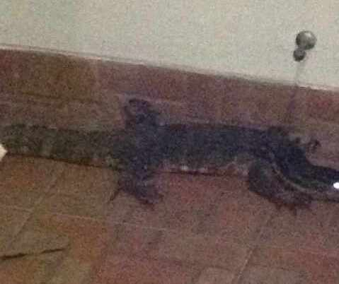 Ada Buaya Masuk Rumah Warga di Bintaro
