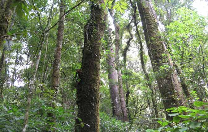 UU Pemberantasan Perusakan Hutan, Membidik Siapa?