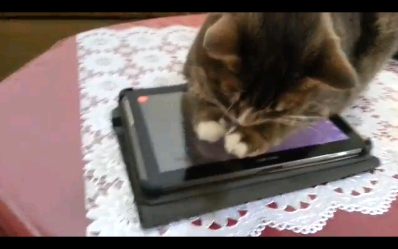 Aplikasi Ini Memungkinkan Kucing Memotret