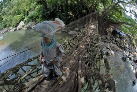 Menengok Uniknya Jembatan Akar di Sumatra Barat