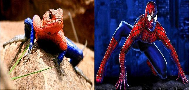Kadal yang Mirip Spiderman