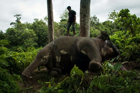 WWF: Permintaan Gading Meningkat, Waspada Aksi Perburuan Gajah