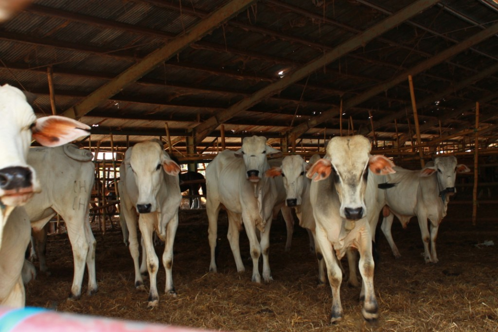 Pemda Sumba Timur Tambah Kuota Sapi untuk Diantarpulaukan