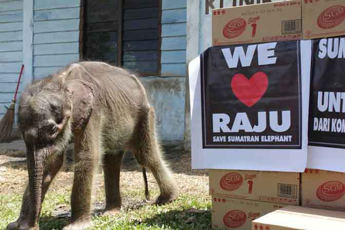 Raju, Gajah Yatim Piatu Itu Akhirnya Mati