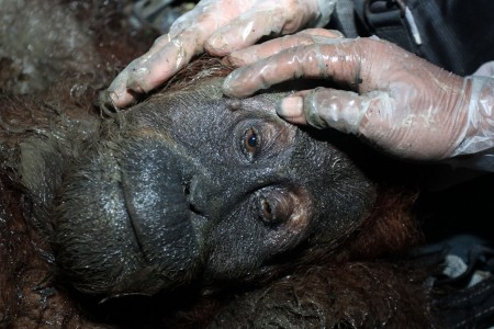 Lima Orangutan Terjebak di Perkebunan Sawit Kaltim