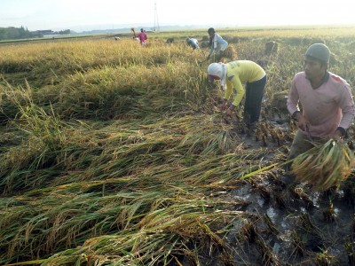 Hama Wereng Serbu Sawah di Trenggalek
