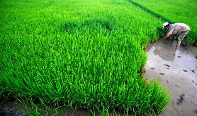 Festival Lelakut, Agar Sawah Tak Dijual