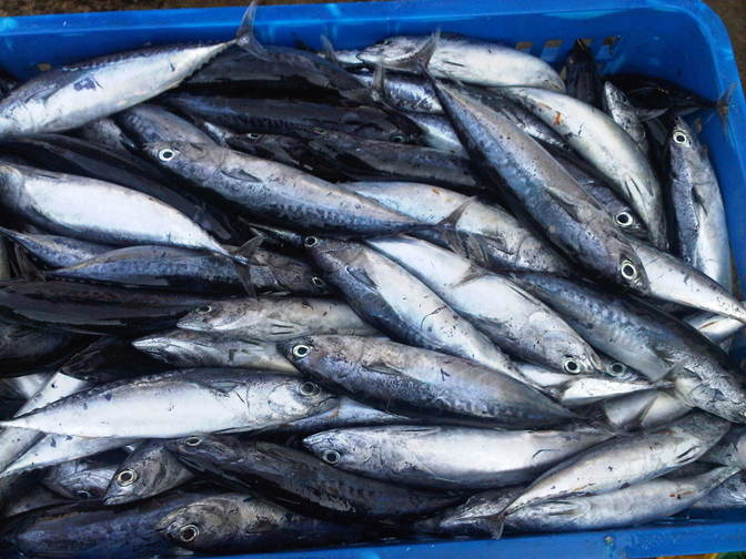 Ikan Tongkol Berformalin Masuk Polewali Mandar