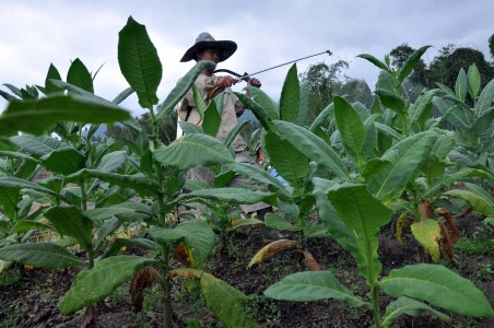 APTI: Pengendalian Tembakau Rugikan Petani