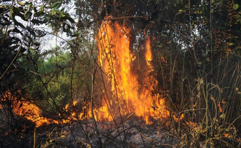 Lebih 2000 Hektar Lahan di Riau Terbakar