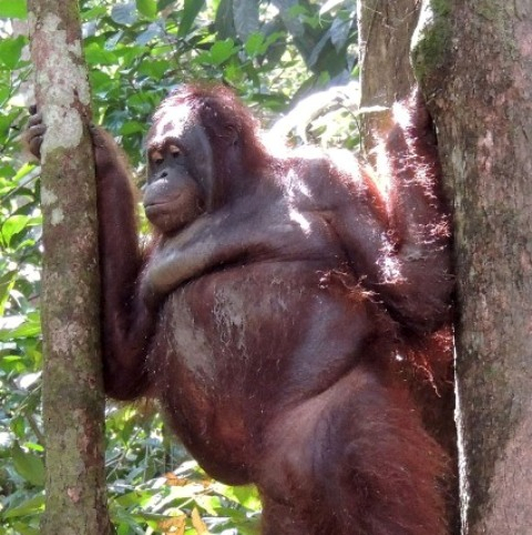 Pony, Orangutan yang Dipaksa Menjadi Pelacur