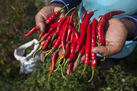Produksi Cabai dan Bawang Merah di Aceh Meningkat
