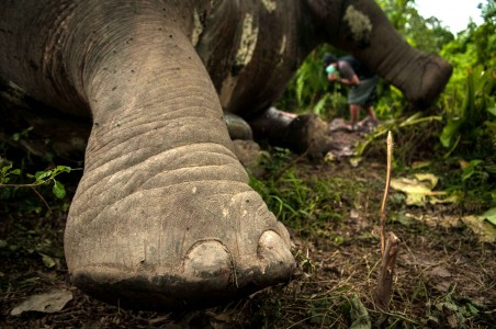 Warga Aceh Jaya Kembalikan Gading Gajah