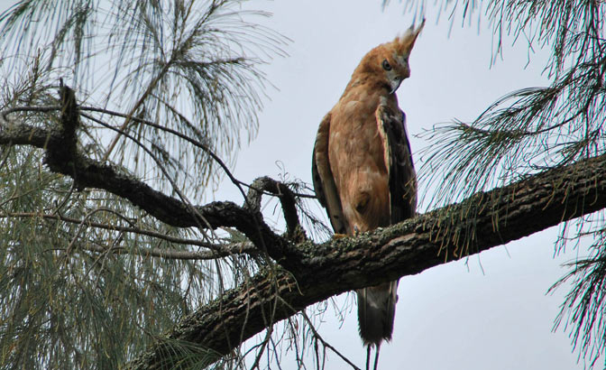 Jangan Ganggu Habitat Elang Jawa
