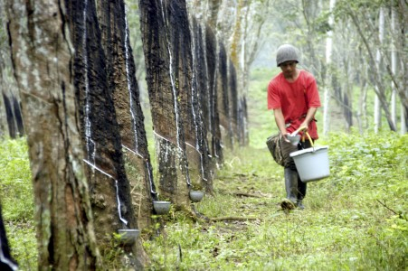3000 Bekas Anggota GAM Dimodali Berkebun Karet