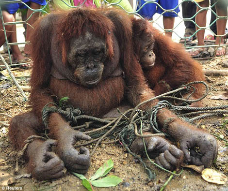 Yayasan BOS Lepasliarkan 18 Orangutan di Hutan Lindung Bukit Batikap