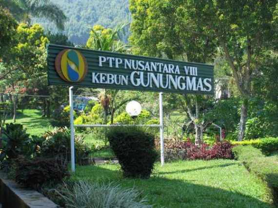 Rusaknya Puncak, Hilangnya Teh Terbaik Di Cangkir Kami [2]