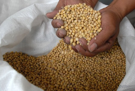 Penghapusan Bea Masuk Tak Tekan Harga Kedelai