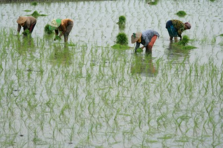 Pidana Pemuliaan Tanaman Masih Ancam Petani Kediri