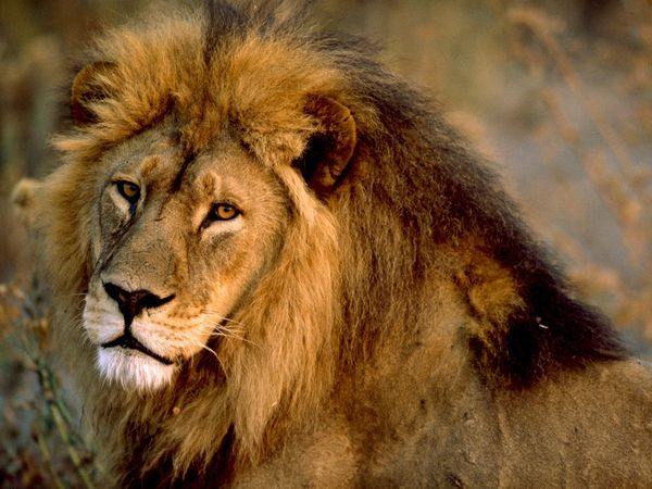 BKSDA Jambi Sudah Tahu Pembunuh Singa Afrika dan Harimau Sumatera