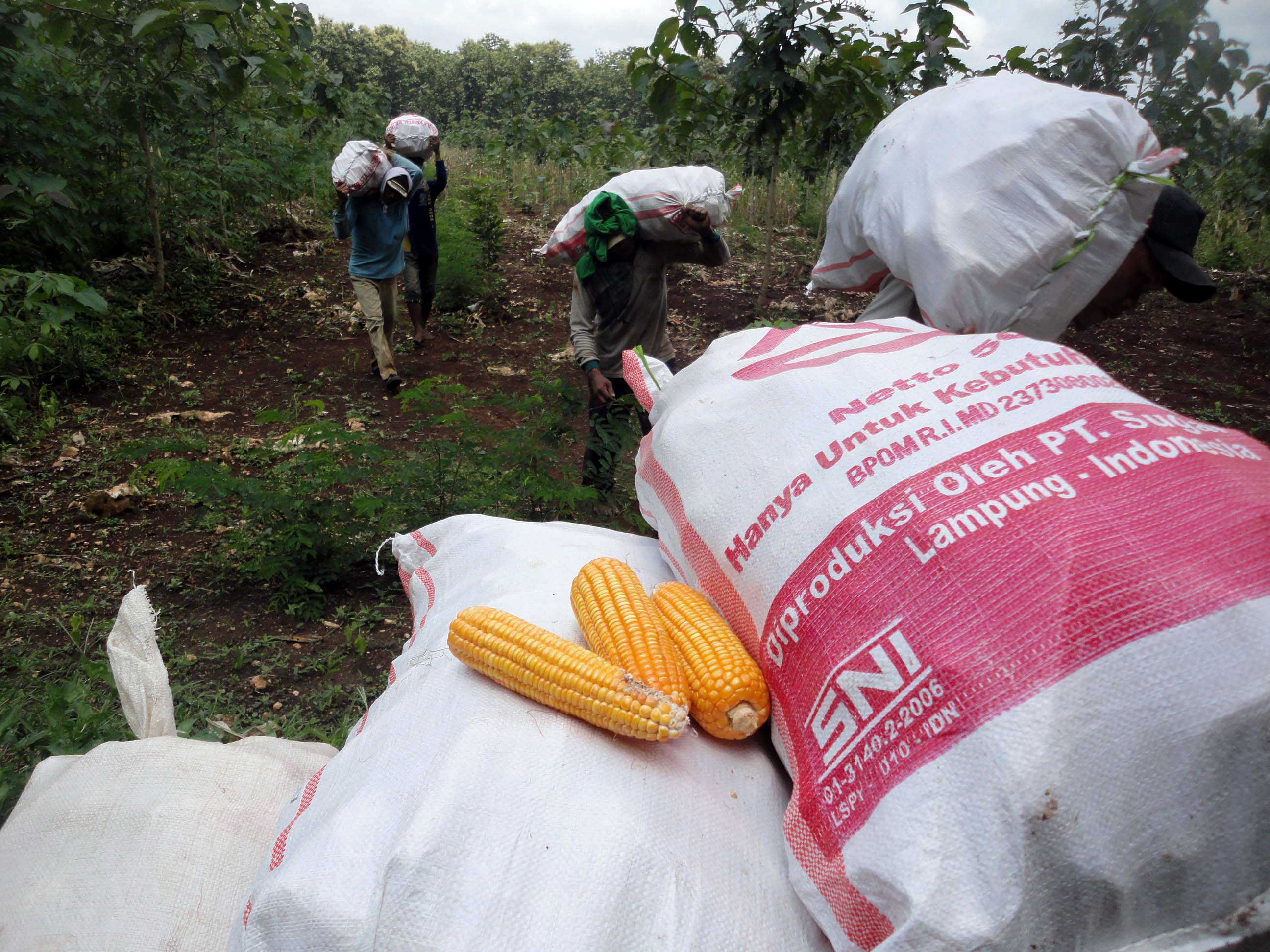 Cara Pemerintah Pusat Genjot Produksi Jagung di Aceh
