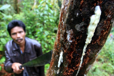 Hindari Konflik, Harus Ada Aturan Sementara Hutan Adat