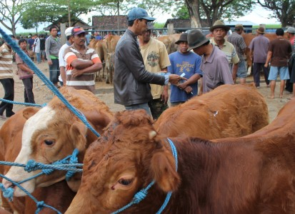 Jumlah Sapi dan Kerbau di Aceh Makin Sedikit