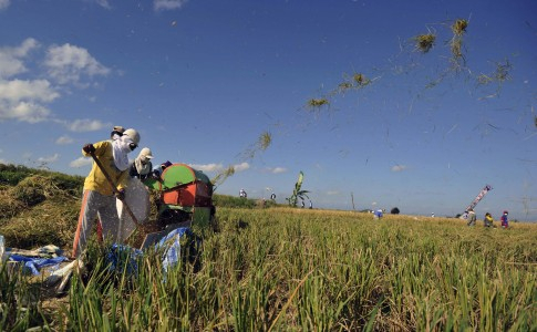 Harga Gabah di Polewali Mandar Anjlok