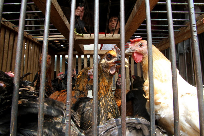 Harga Pakan Melonjak, Peternak Ayam di Jombang Gunakan Campuran Roti