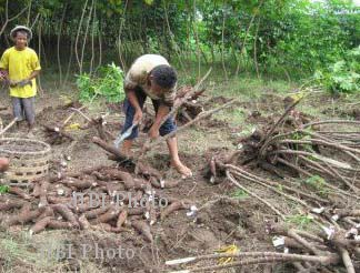 Menanam Singkong pun Perlu Profesional