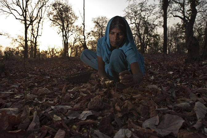 Berjuang Melindungi Hutan Mahan di India