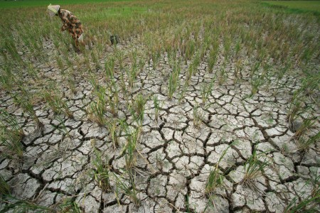 Puluhan Ribu Hektar Sawah di Banyuwangi Terancam Kekeringan