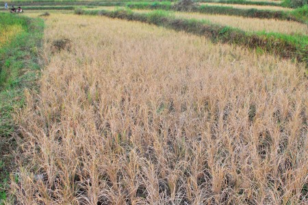 Begini Nasib Lahan Padi di Musim Kemarau