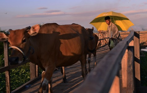 Kementan Akan Impor 1 Juta Indukan Sapi
