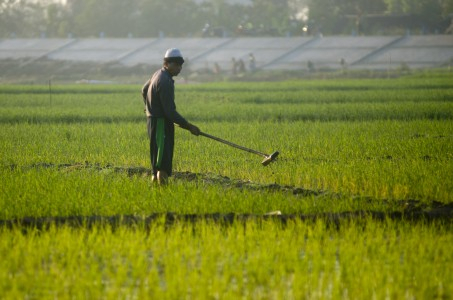 Jumlah Petani Menurun, Swasembada Pangan Gagal