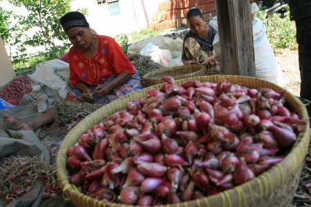 Papua Belum Mampu Swasembada Bawang dan Kedelai