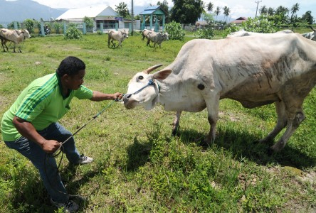 RNI Siap Pasok 15 Ribu Sapi per Bulan