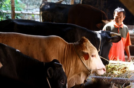 PT.RNI Berkeras Beli Saham Peternakan Sapi Australia