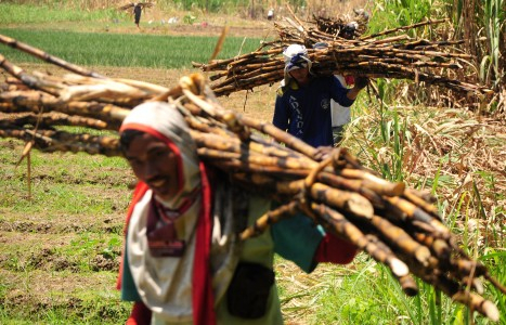 Petani Tebu Desak KPK Usut Dugaan Korupsi Impor Gula
