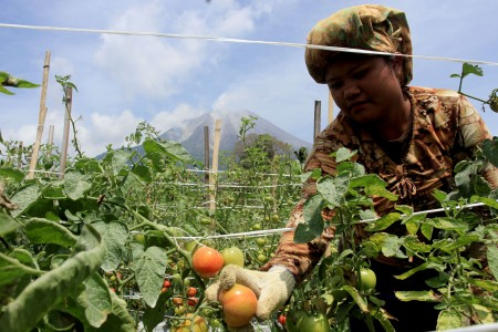 Pasokan Sayur Berkurang karena Letusan Sinabung