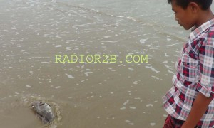 Kualitas Air Sungai Mempawah Buruk, Puluhan Ikan Mati
