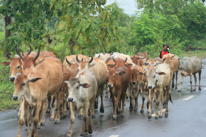 Jelang Idul Adha, Harga Sapi di Banyuwangi Sudah Naik