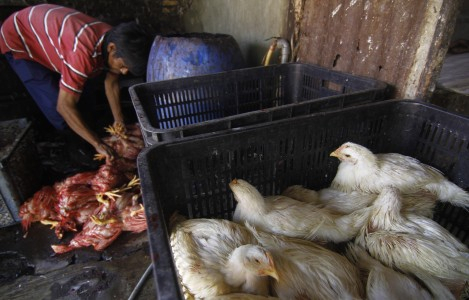 Dalam Sepekan, Ratusan Ayam di Bogor Mati Mendadak